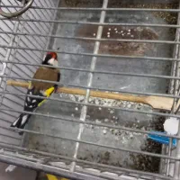 سهره لرستان یه ماه قفس و گردن کلفت|پرنده|چهارباغ, |دیوار