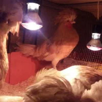 نیمچه مرغ لهستانی پولند طلایی|حیوانات مزرعه|قهدریجان, |دیوار