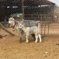 بز و بیگ‌‌ جوان و بیگ‌ نر گله داری (میش)