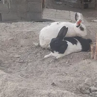 خرگوش|حیوانات مزرعه|میناب, |دیوار