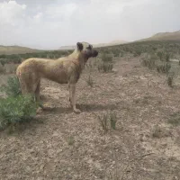 این سگ  گمشده  هرکی  دید به من خبر  بعد  اگه میشه