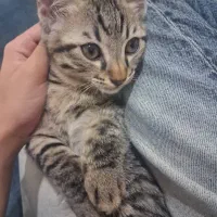 مراقبت از بچه گربه