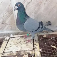 کفتر برای فروش