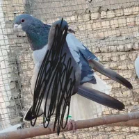 نر خرقه دمگیر دمپاک سر روس|پرنده|برخوار, |دیوار