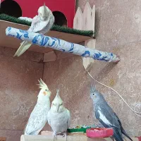 عروس هلندی|پرنده|کرمانشاه, |دیوار