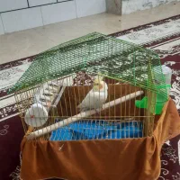 عروس هلندی|پرنده|فولادشهر, B7|دیوار