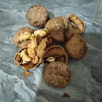 گردو تازه ودرجه 1