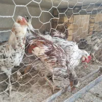 خروس گلین|حیوانات مزرعه|شاهینشهر, شهرک گلدیس|دیوار