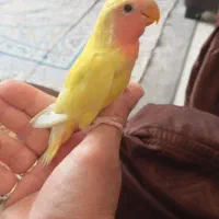 کوتوله جوجه برای سخنگو