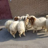 بره8عدد دجیجه برای نگهداری خوبه جفتی 230/000/000|حیوانات مزرعه|اهواز, منازل کارون|دیوار
