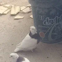 کفتر