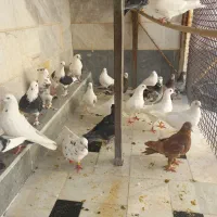 کفتر پرشی و یاهو