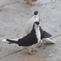 کبوتر کوه کرم