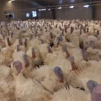بوقلمون ارگانیک