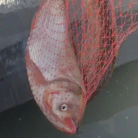 ماهی قزل سفید