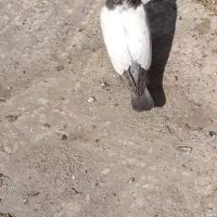 کبوتر|پرنده|پاکدشت, پاکدشت (مامازند)|دیوار