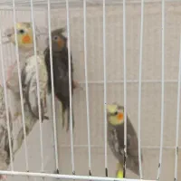 عروس هلندی