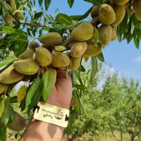 فروش نهال شناسه دار بادام تونو فقط(۴۵هزار)