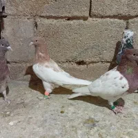 تعدادی کبوتر|پرنده|جهرم, |دیوار