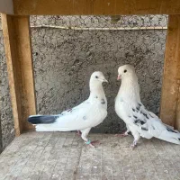 کفتر پرشی