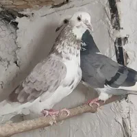 فروش کبوتر پرشی