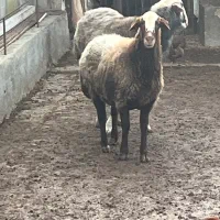 فروش گوسفند داشتی زنده به همراه بره یک ساله