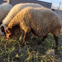 میش|حیوانات مزرعه|گیلان غرب, |دیوار