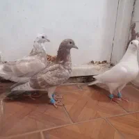 کبوتر|پرنده|رشتخوار, |دیوار