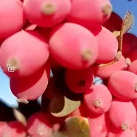 فروش دستگاه خارچین