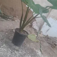بابا آدم