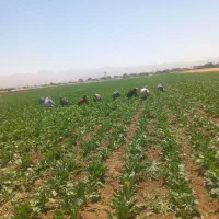 سرکارگر محمدجمال‌هستم