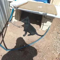 سگ دو رگه دوبرمن ژرمن