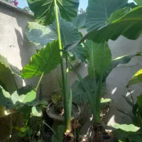 گل بابا آدم جاینت
