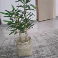 درختچه های بامبو بابرگای وارداتی