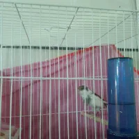 قناری نر وماده