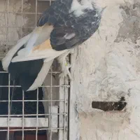 کبوتر دو طوق ماده|پرنده|اندیشه, اندیشه فاز ۴|دیوار