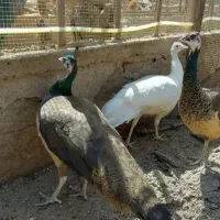 طاووس ماده بالغ تخم گذار