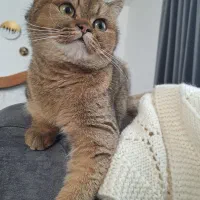 گربه بیریتیش خالص