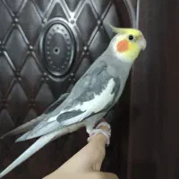 عروس هلندی نر.۲ ساله