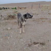 سگ ماده به شرط گله فروشی