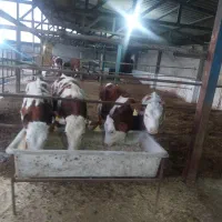 فروش گوساله اصیل سمینتال دردامداری صنعتی لاهیج دام