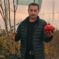 نهال انار ماریا ۲ ساله ضمانتی