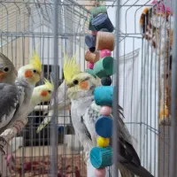 عروس هلندی|پرنده|رشت, پیرکلاچای|دیوار