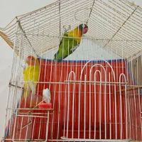 نروماده طوطی برزیلی