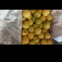 سیب درختی|خوردنی و آشامیدنی|دهگلان, |دیوار