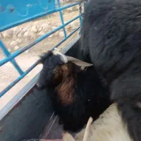 بز نر (ساورین)