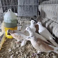 کبوتر خانگی|پرنده|میناب, |دیوار