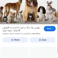 سگ پیدا شده محدوده چغادک