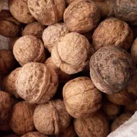 گردو