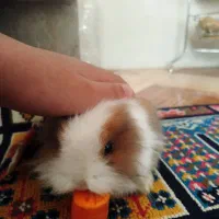 خرگوش زیبا|موش و خرگوش|قرچک, زیبا شهر|دیوار